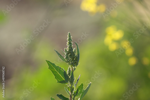 Chenopodium. Goosefoot. White goosefoot. Bathua. Plant growing in the garden. Nature concept. photo