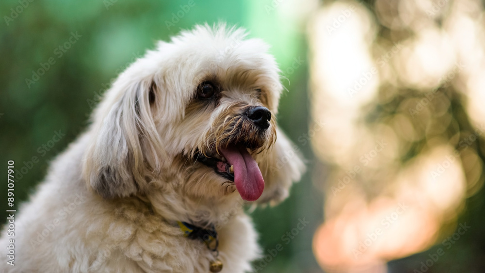 Closeup portrait of shih tzu dog with blur foliage bokeh at sunset Closeup portrait of shih tzu dog with blur foliage bokeh at sunset
