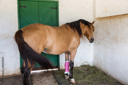 Big brown horse with bandaged on injured front left leg in stable