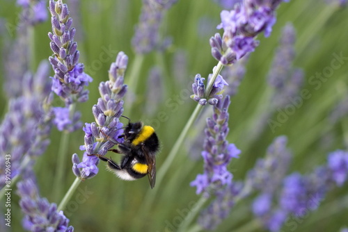 bumblebee pollinating a lavender flower