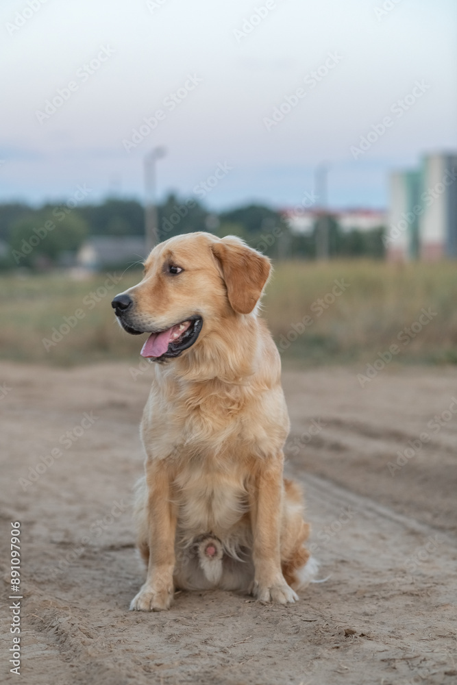 Beautiful purebred golden retriever on a walk outdoors. Beautiful purebred golden retriever on a walk outdoors.
