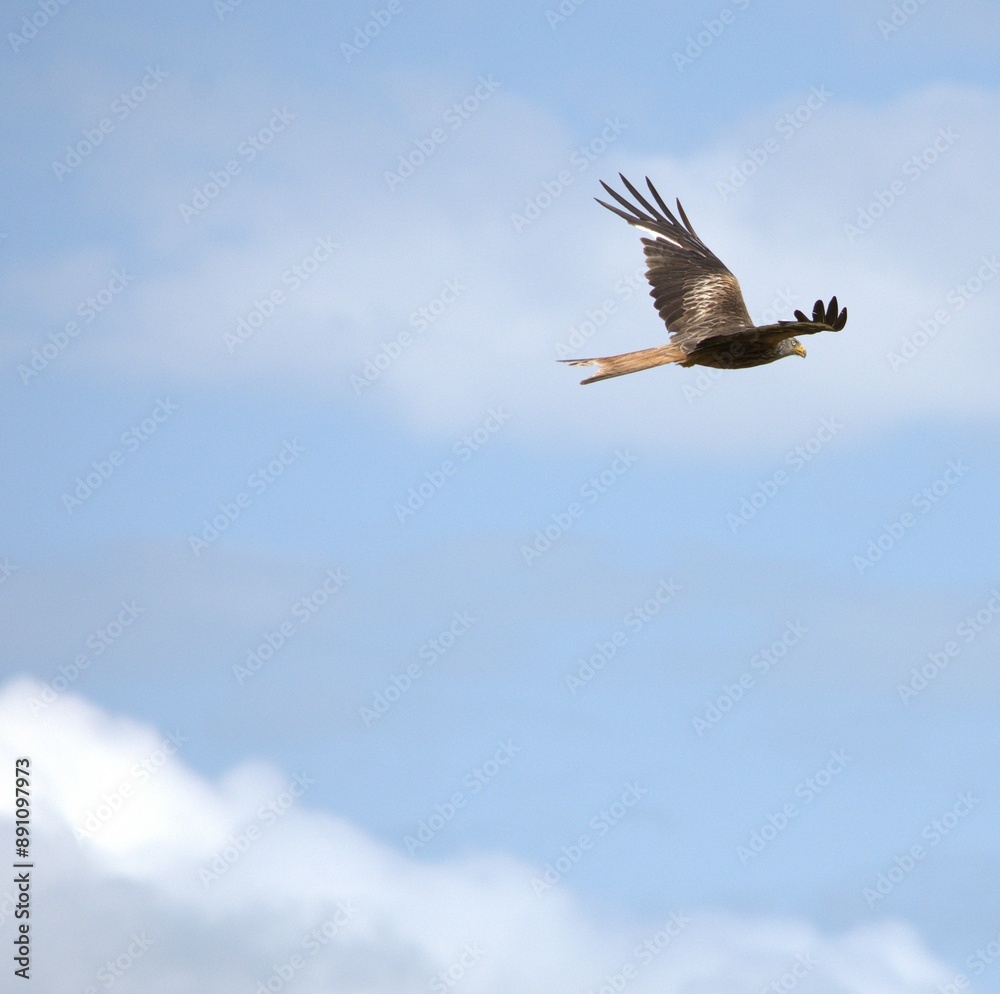 kite flies against the background of gray clouds kite flies against the background of gray clouds