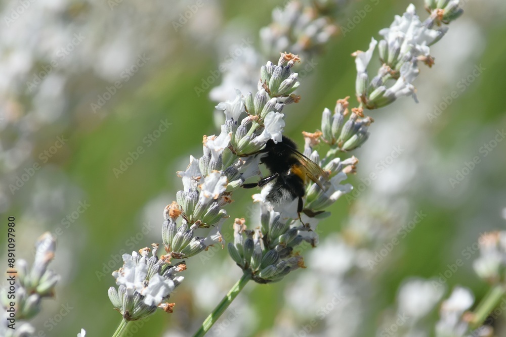 furry bumblebee collects pollen on white lavender flowers furry bumblebee collects pollen on white lavender flowers