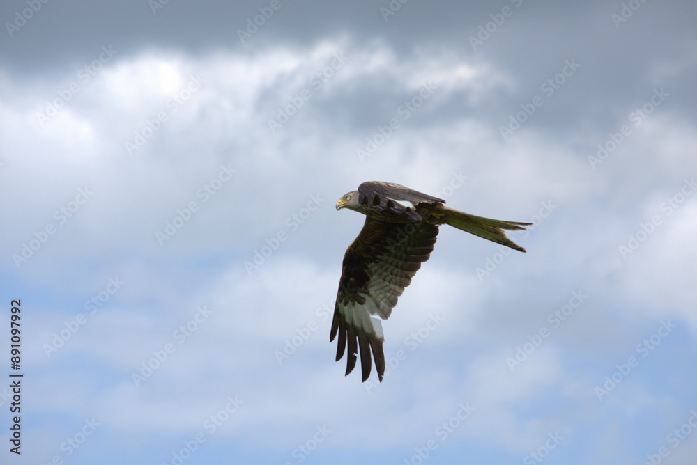 kite flies against the background of gray clouds kite flies against the background of gray clouds