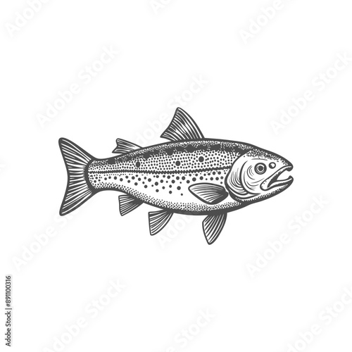 trout fish engraving hand drawn illustration isolated white background