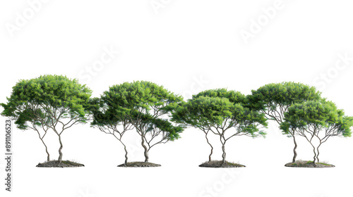 Paired quintet of lofty tree forms isolated on a pure white background