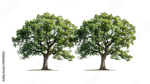 Double file of lofty arboreal monuments isolated on a pure white background