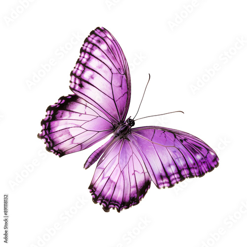 A shiny purple butterfly all by itself.