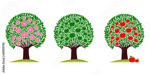 Apple tree life stage set with cultivation symbols. Tree growth cycle. Agriculture growing plant. Isolated planting concept, cartoon garden fruits blossom. Orchard garden harvest.  Vector illustration