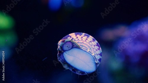 zebra turbo snail creeping foot on front glass, surface cleaner eat green filamentous algae in nano reef marine ecosystem, actinic LED light, exotic captive gastropod mollusc for beginner care photo