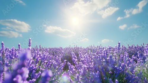 lavender field in region