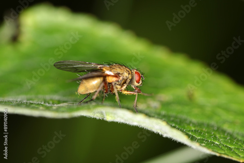 Obraz na płótnie Delia radicum - cabbage fly - cabbage root fly - root fly - turnip fly