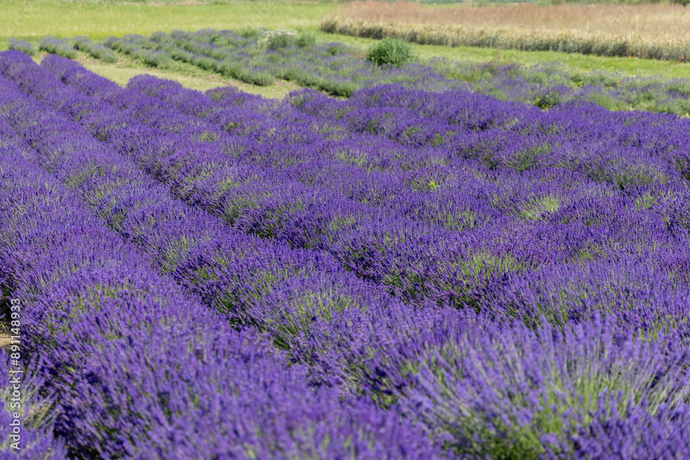 Picturesque meadow of blooming flowers of lavender, beauty of nature