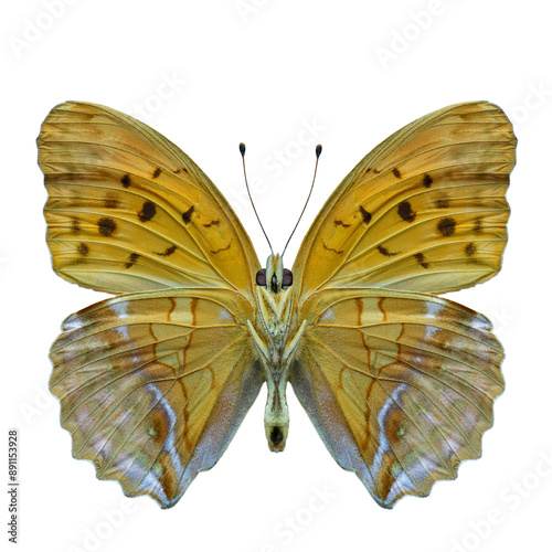 Damora sagana, forwwing of beautiful butterfly in natural color isolated on white background photo