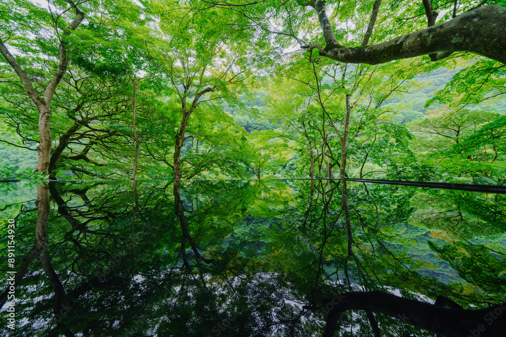 夏の京都の美しい庭園 夏の京都の美しい庭園