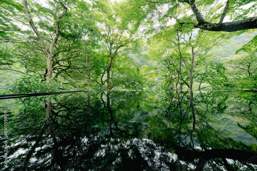 Naklejka premium 夏の京都の美しい庭園