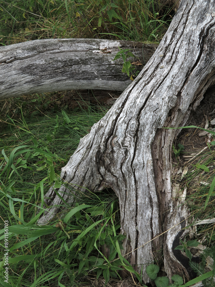 Tree trunk - Baltic Sea island of Vilm - Federal Office for Nature Conservation - Bay south of the much larger island of Rügen - Germany Tree trunk - Baltic Sea island of Vilm - Federal Office for Nature Conservation - Bay south of the much larger island of Rügen - Germany