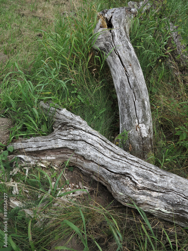 Tree trunk - Baltic Sea island of Vilm - Federal Office for Nature Conservation - Bay south of the much larger island of Rügen - Germany Tree trunk - Baltic Sea island of Vilm - Federal Office for Nature Conservation - Bay south of the much larger island of Rügen - Germany
