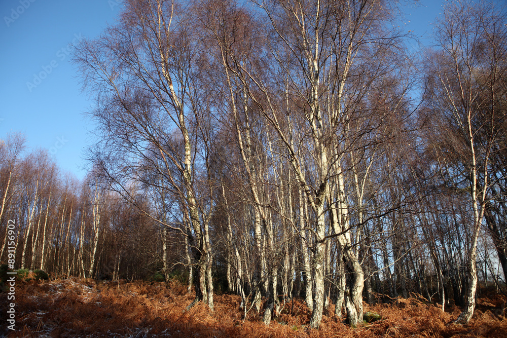 Ben Bhraggie woods - Golspie - Sutherland - Scotland - UK Ben Bhraggie woods - Golspie - Sutherland - Scotland - UK