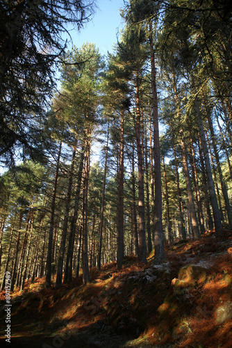 Ben Bhraggie woods - Golspie - Sutherland - Scotland - UK photo