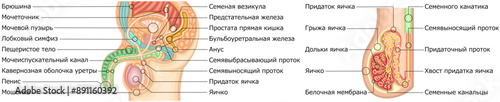 男性生殖器　イラスト　ロシア語