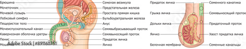 男性生殖器　イラスト　ロシア語