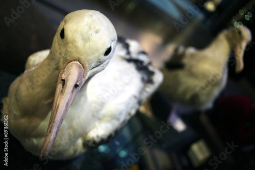 Grande Galerie de l'Evolution - National Natural History Museum of Paris - Paris - France photo