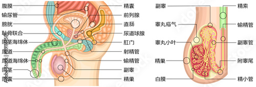 男性生殖器　イラスト　中国語