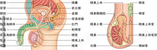 男性生殖器　イラスト　日本語