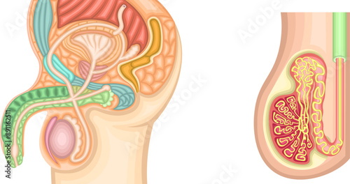 男性生殖器　イラスト