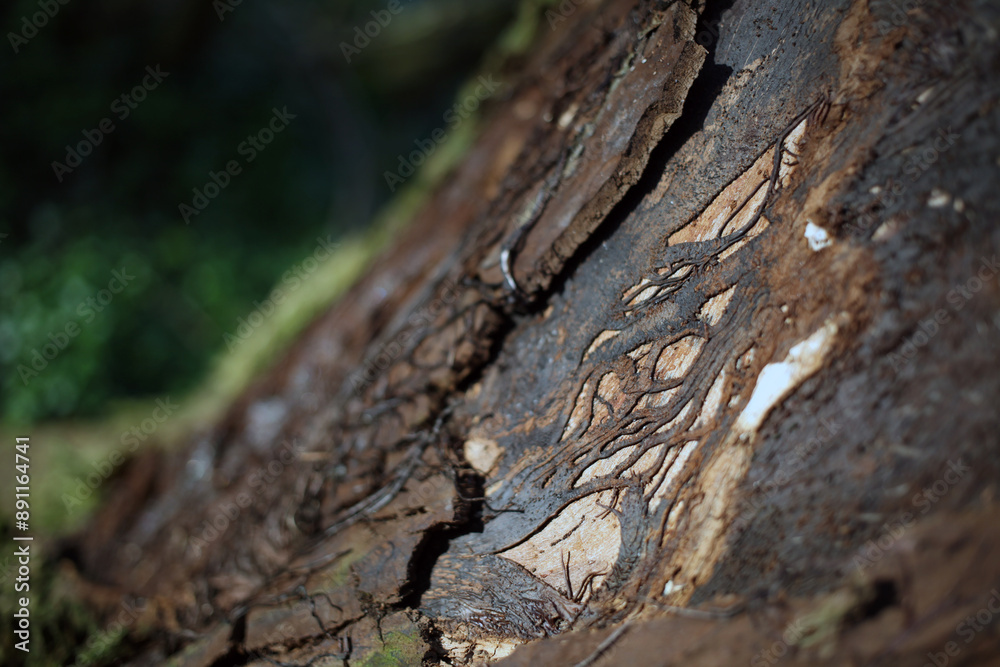 Tree trunk - Woodland along the River Don - Aberdeen - Scotland - UK Tree trunk - Woodland along the River Don - Aberdeen - Scotland - UK