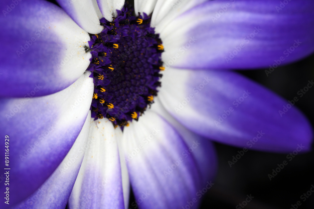custom made wallpaper toronto digitalCineraria flower - Senecio cruentus - Blue inflorescence