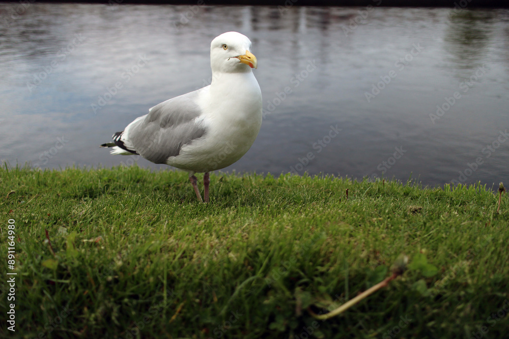 Fototapeta premium Seagull on the bank of River Ness - Bank street - Inverness city - Highlands - Scotland - UK