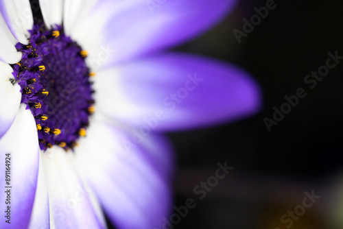 Cineraria flower - Senecio cruentus - Blue inflorescence photo