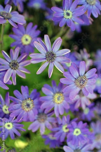 Blue daisy - Olearia