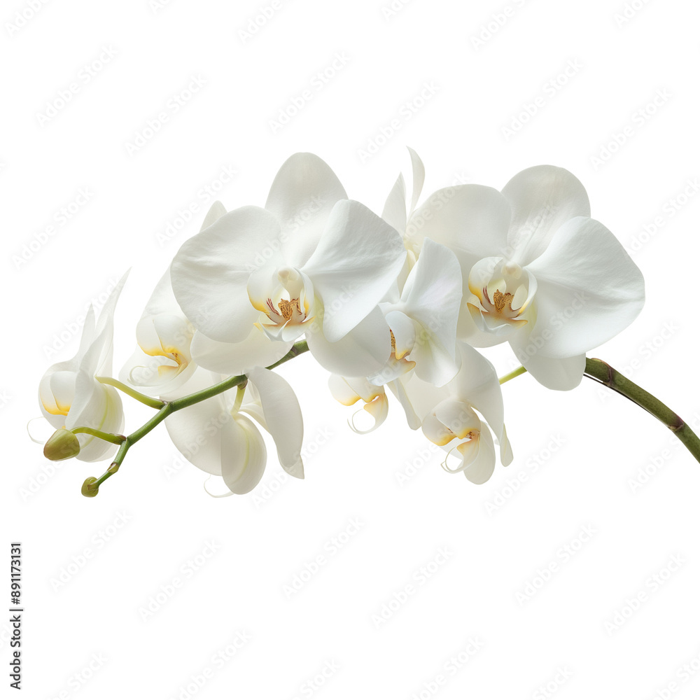 white orchid on transparent background. 