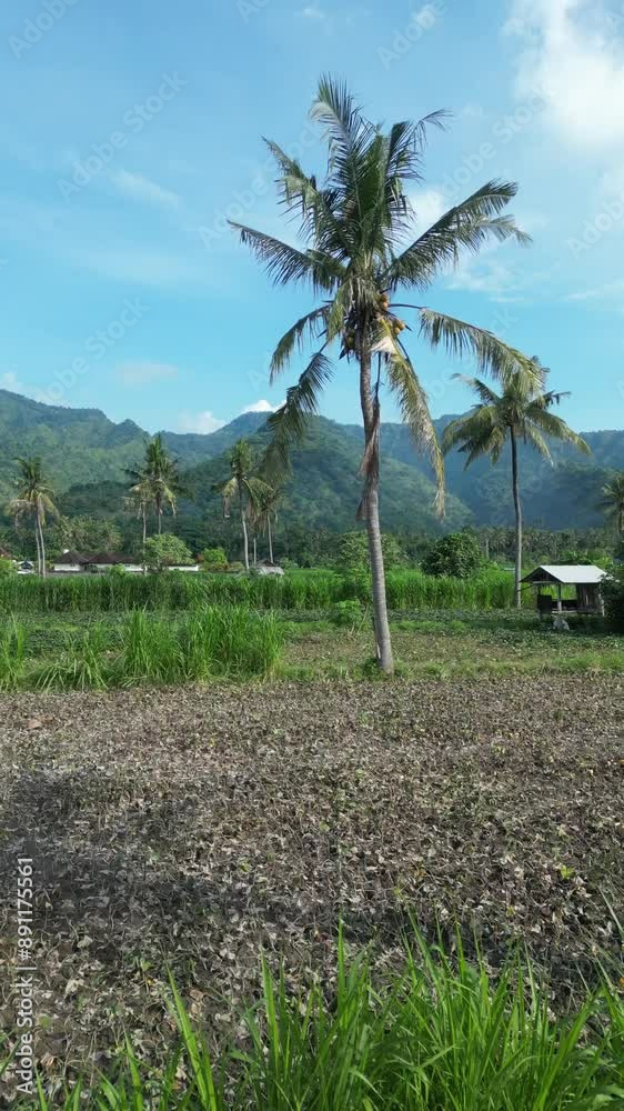 custom made wallpaper toronto digitalThe mountain landscape on the background of palm trees and corn field, Agung volcano Indonesia