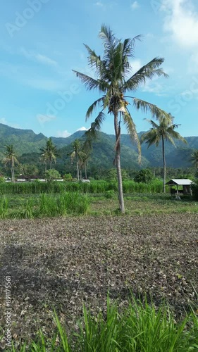 Wallpaper Mural The mountain landscape on the background of palm trees and corn field, Agung volcano Indonesia Torontodigital.ca