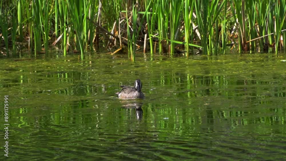 A captivating slow-motion video series showcasing a pair of Blue-winged Teal ducks on a picturesque Canadian lake during summer A captivating slow-motion video series showcasing a pair of Blue-winged Teal ducks on a picturesque Canadian lake during summer