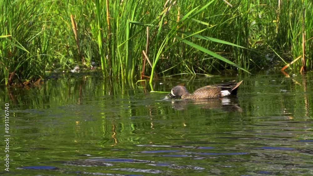 A captivating slow-motion video series showcasing a pair of Blue-winged Teal ducks on a picturesque Canadian lake during summer A captivating slow-motion video series showcasing a pair of Blue-winged Teal ducks on a picturesque Canadian lake during summer