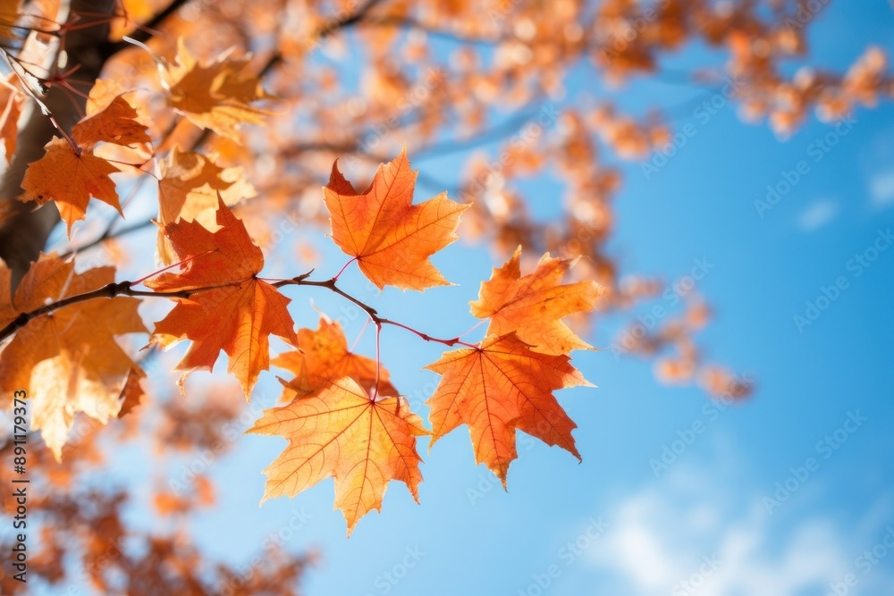 Maple backgrounds leaves plant. Maple backgrounds leaves plant.