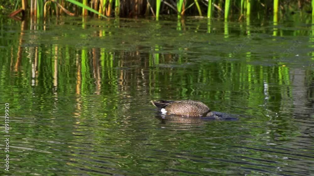A captivating slow-motion video series showcasing a pair of Blue-winged Teal ducks on a picturesque Canadian lake during summer A captivating slow-motion video series showcasing a pair of Blue-winged Teal ducks on a picturesque Canadian lake during summer
