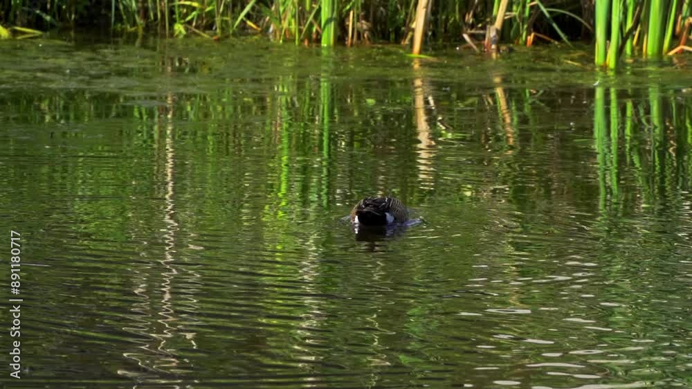 A captivating slow-motion video series showcasing a pair of Blue-winged Teal ducks on a picturesque Canadian lake during summer A captivating slow-motion video series showcasing a pair of Blue-winged Teal ducks on a picturesque Canadian lake during summer