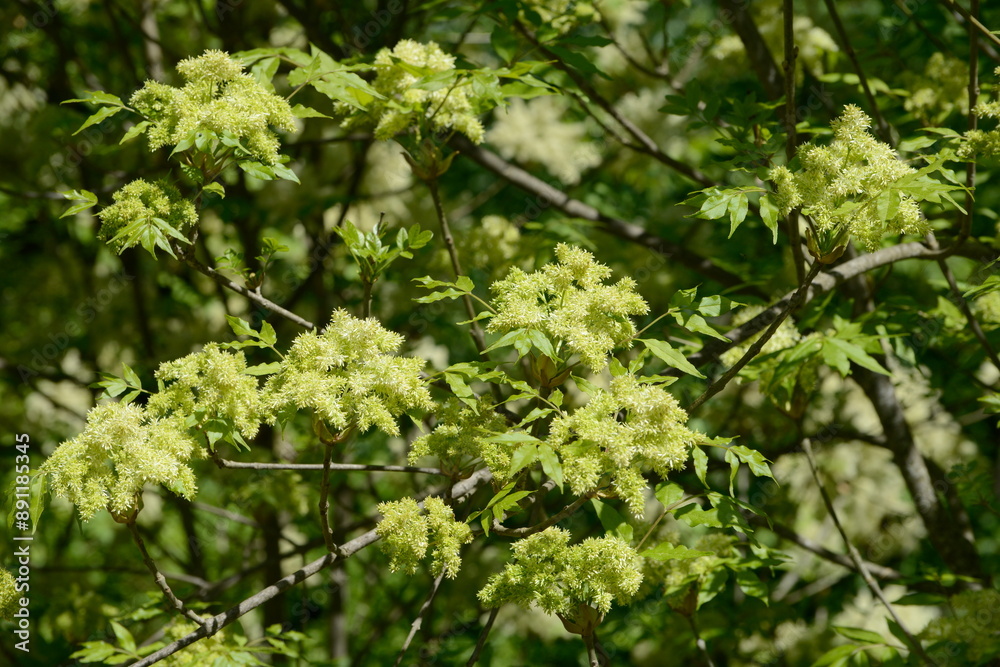 Esche, Blumen-Esche, Manna-Esche, Fraxinus ornus Esche, Blumen-Esche, Manna-Esche, Fraxinus ornus