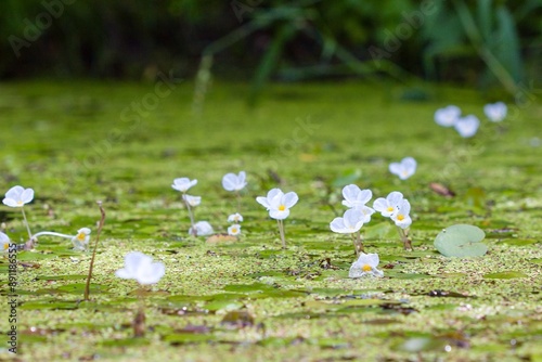 European frog-bit (Hydrocharis morsus-ranae) blooming vegetation on the pond surface photo