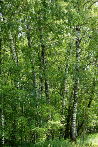 Birke,  Moorbirke,  Betula pubescens photo