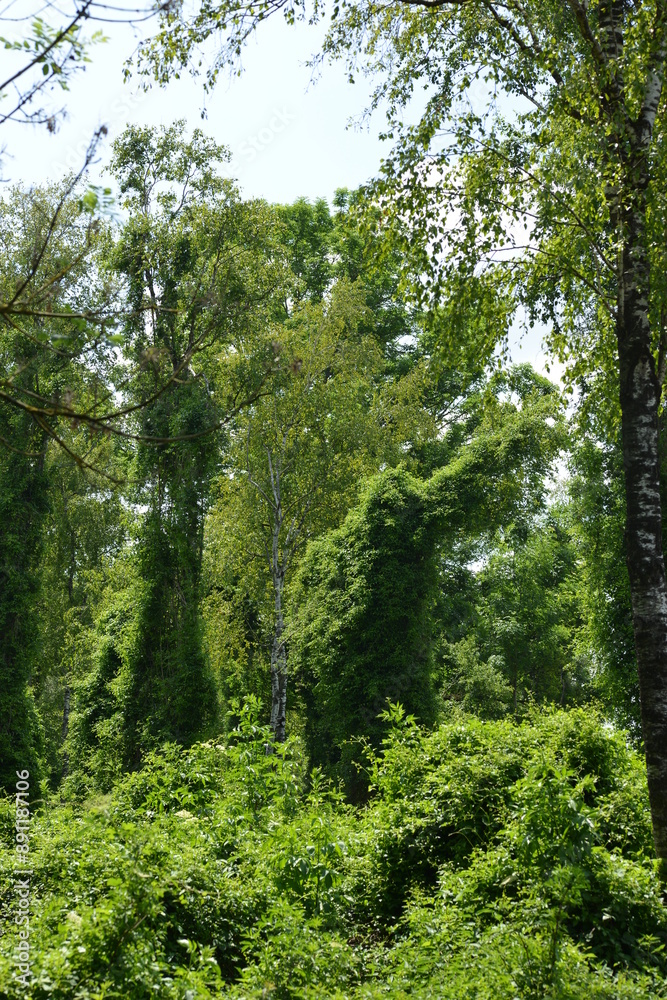 Moorbirken, Betula pubescens, Gemeine Waldrebe, Clematis vitalba Moorbirken, Betula pubescens, Gemeine Waldrebe, Clematis vitalba