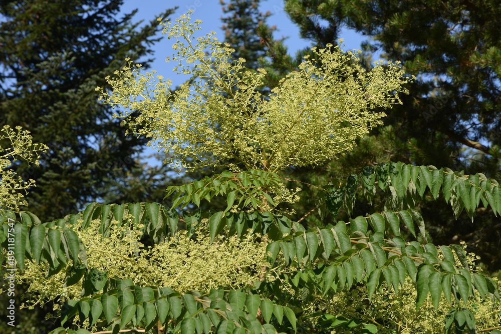 Japanische Aralie, Aralia elata, Japanische Aralie, Aralia elata,