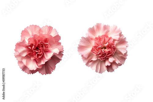 pink ,orange Carnation callection on transparent background. photo