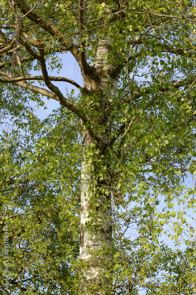 Fototapeta premium Birke, Moorbirke, Betula pubescens
